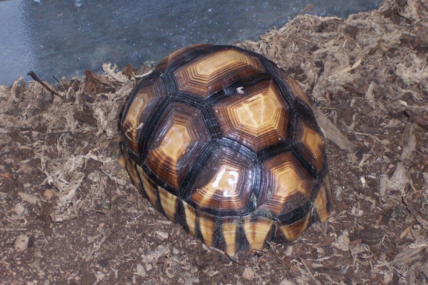 Rare Tortoises: Species Survival Plans At The Knoxville Zoo